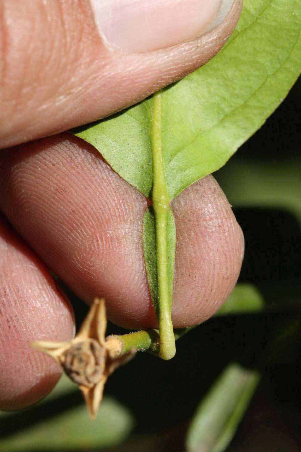              Petiole (Riverside, CA)       